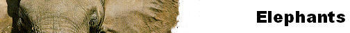 Elephants
