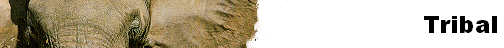 Tribal